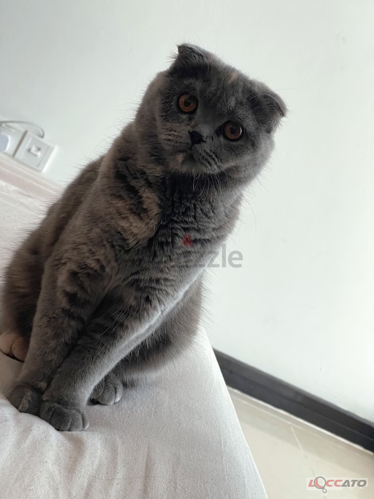 Great beautiful and adorable Scottish fold female Cat
