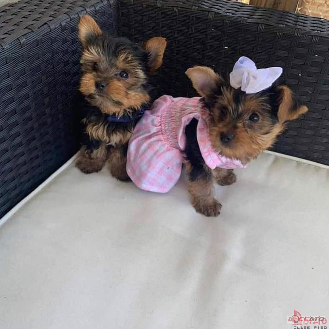 Akc small tea cup Yorkie babies ready to go