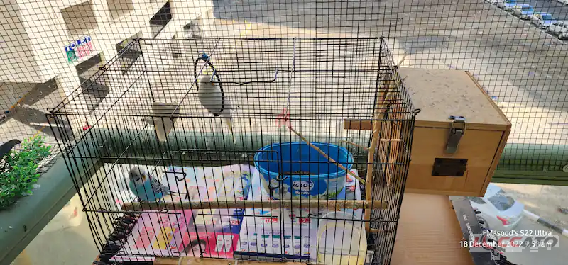 cute Budgies birds for free adoption